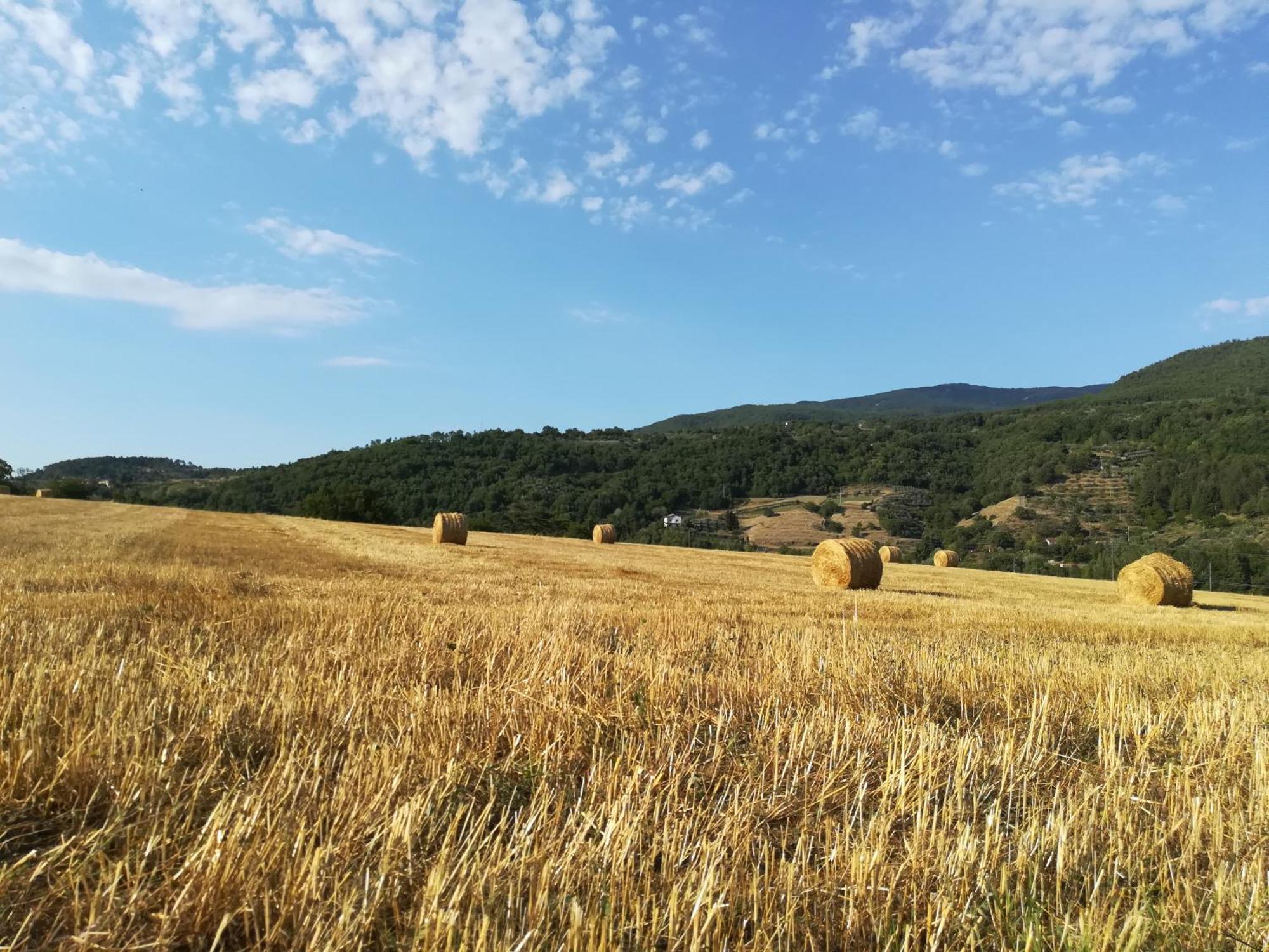 Baciano Azienda Agrituristico Venatoria Bauernhof Capolona